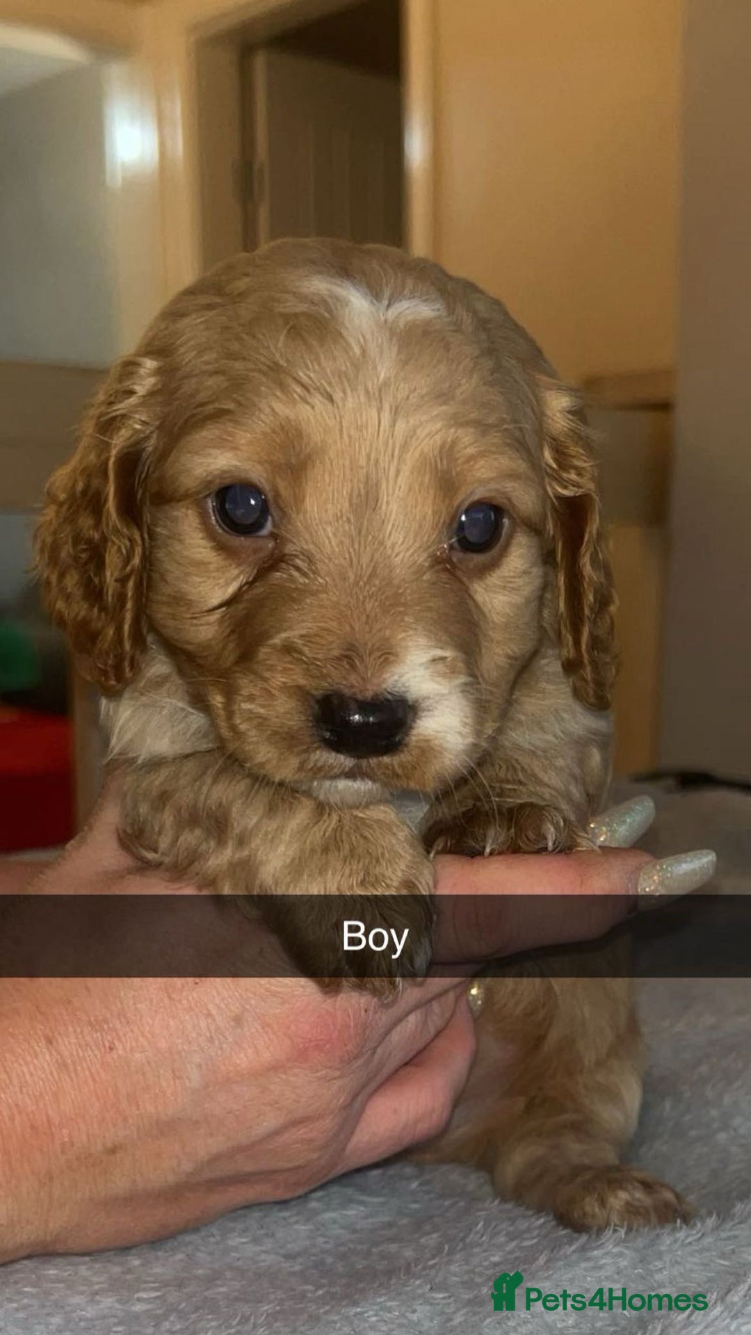 Cockapoo dogs for sale: Cockerpoo - Advert 3