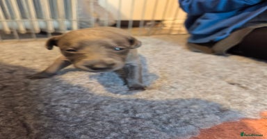 Whippet dogs - Advert 7