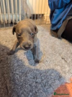 Whippet dogs - Advert 7