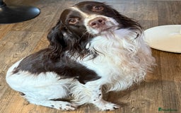 English Springer Spaniel dogs for sale: Male springer spaniel  - Image 5