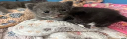 Mixed Breed cats for sale: 4 kitten for sale  - Advert 7