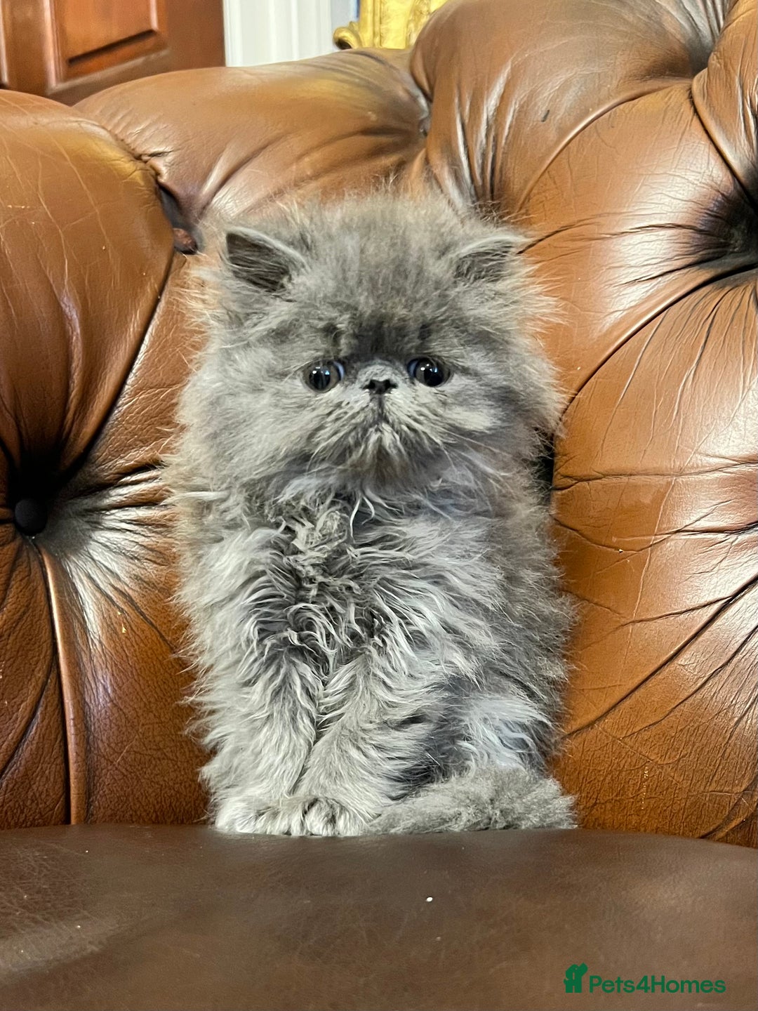Persian cats for sale: Stunning blue and rare lilac Persian kittens  - Advert 2