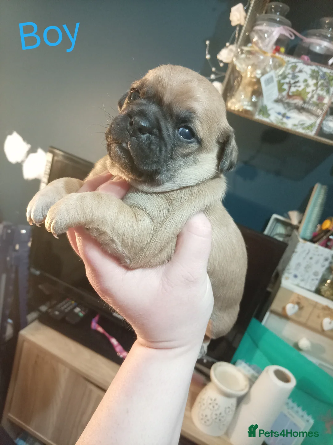 Jug dogs for sale: Jug puppies Jack Russell x pug puppies available - Advert 11