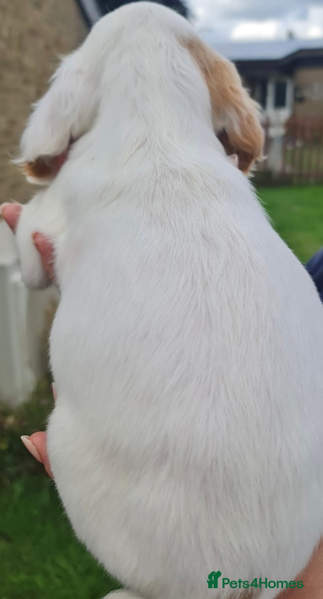 Cocker Spaniel dogs for sale: Gorgeous Cocker Pups - Image 10