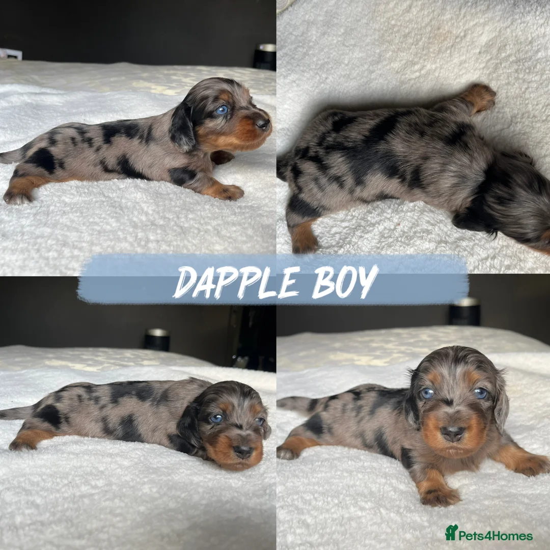 Miniature Dachshund dogs for sale: KC Long Hair Mini Dachshunds  - Advert 27