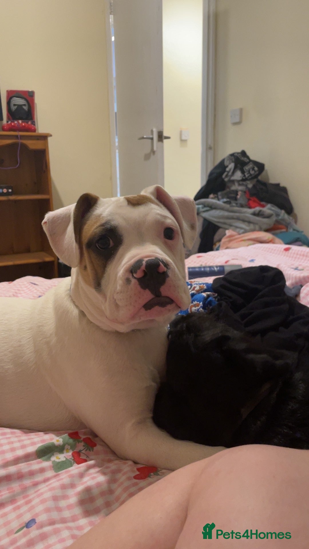 Mixed Breed dogs Casper the American bully  - Advert 3