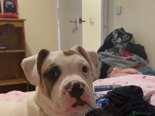 Mixed Breed dogs Casper the American bully - Advert 3