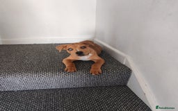 Mixed Breed dogs for sale: Handsome boy need a proper home - Image 5