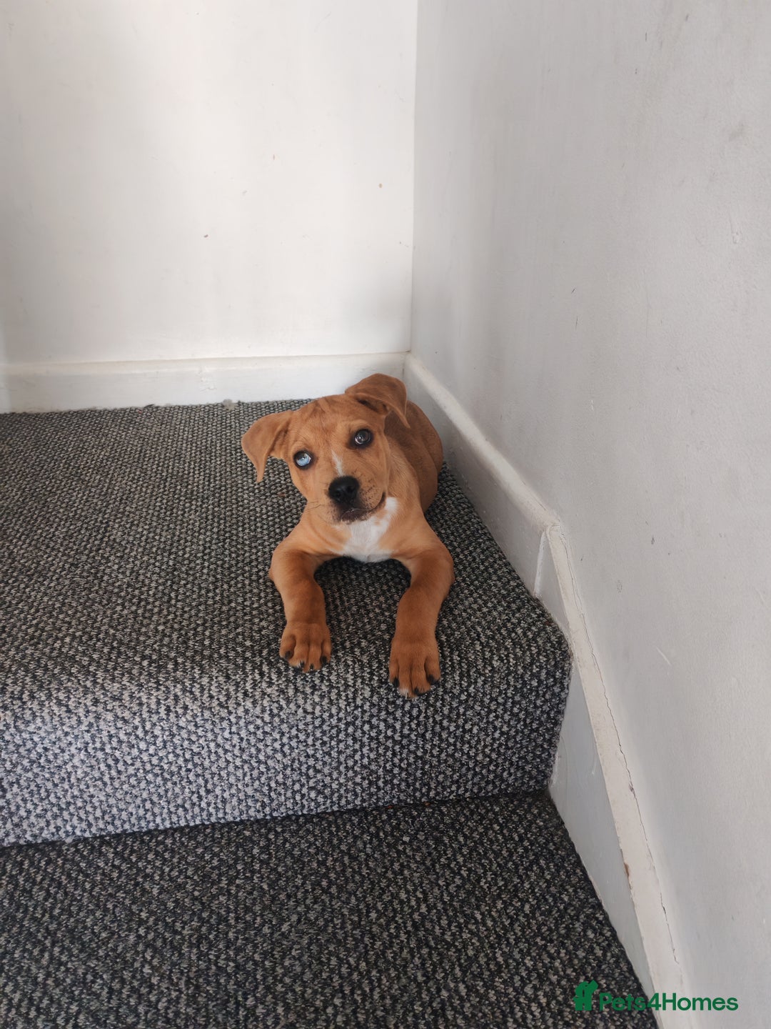 Mixed Breed dogs for sale: Handsome boy need a proper home - Image 5