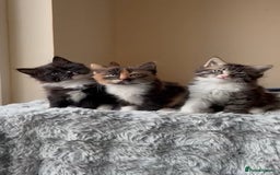 Ragdoll cats for sale: *READY NOW* RAGDOLL CROSS LONG-HAIRED - Image 4