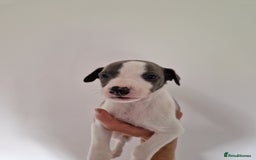 Whippet dogs for sale: Heart and Health checked KC Blue Whippets. - Image 12