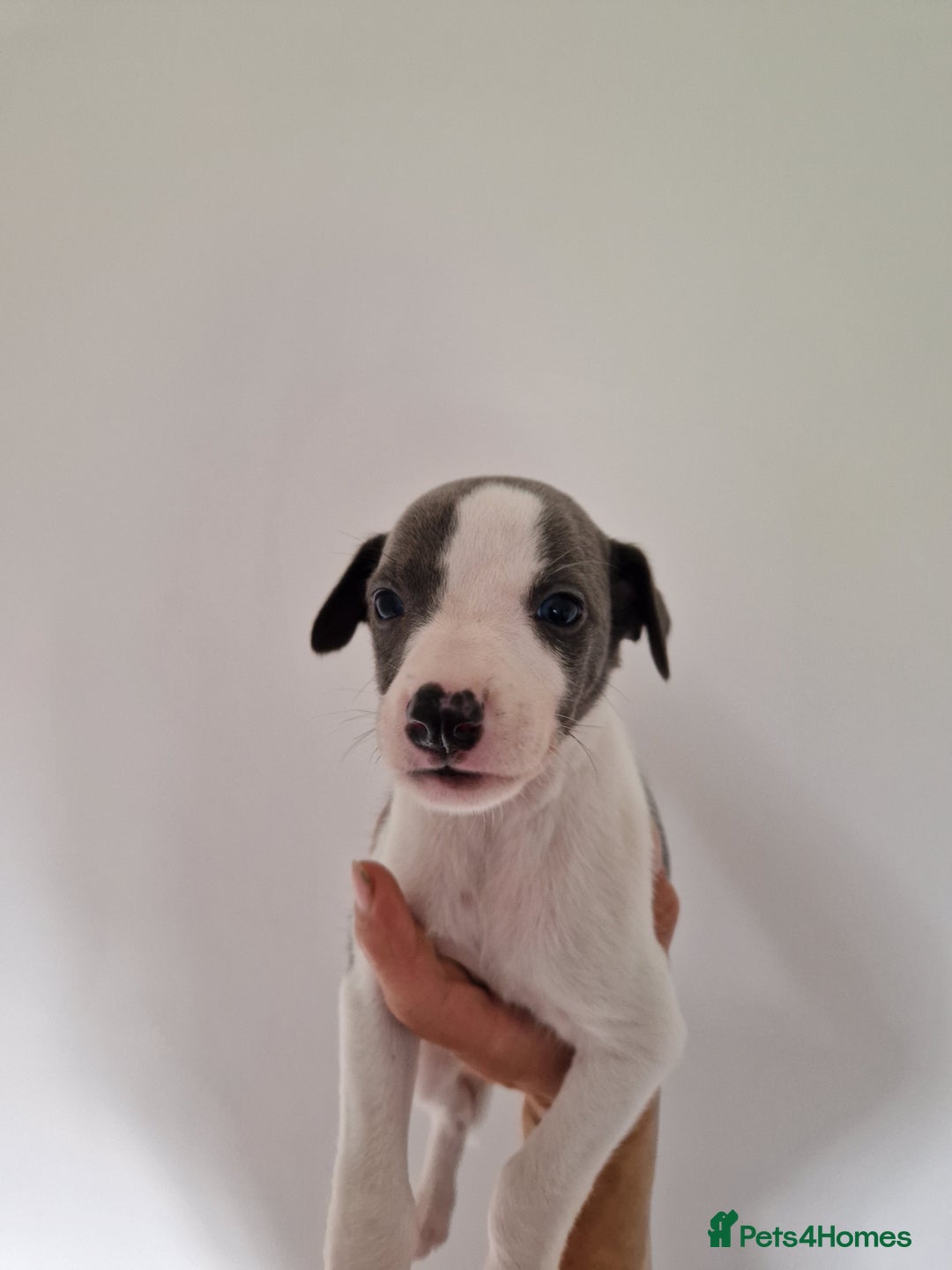 Whippet dogs for sale: Heart and Health checked KC Blue Whippets. - Image 12