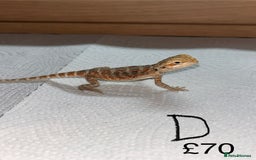 Bearded Dragon reptiles for sale: Various Baby Bearded Dragons For Sale - Advert 9