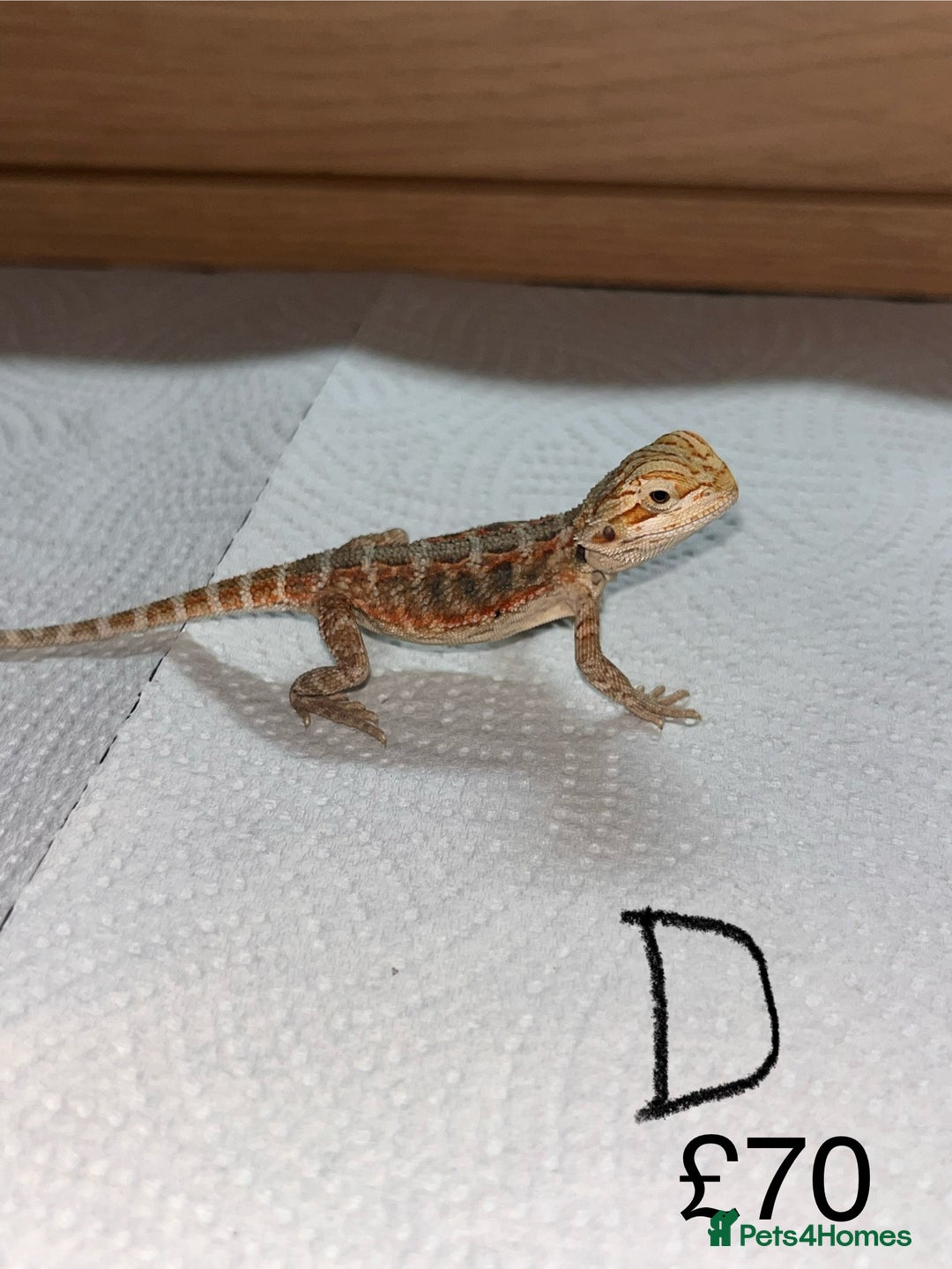Bearded Dragon reptiles for sale: Various Baby Bearded Dragons For Sale - Advert 9