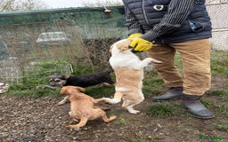 Mixed Breed dogs for adoption: Debs - North Walsham Norfolk  - Advert 7
