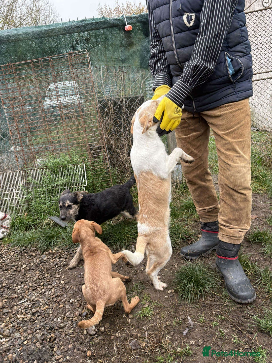 Mixed Breed dogs for adoption: Debs - North Walsham Norfolk  - Advert 7