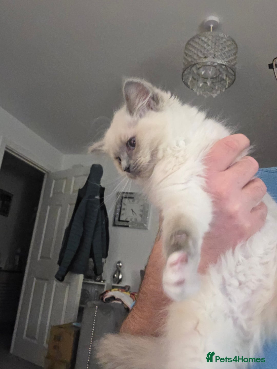 Ragdoll cats for sale: 2 stunning female ragdolls - Advert 7