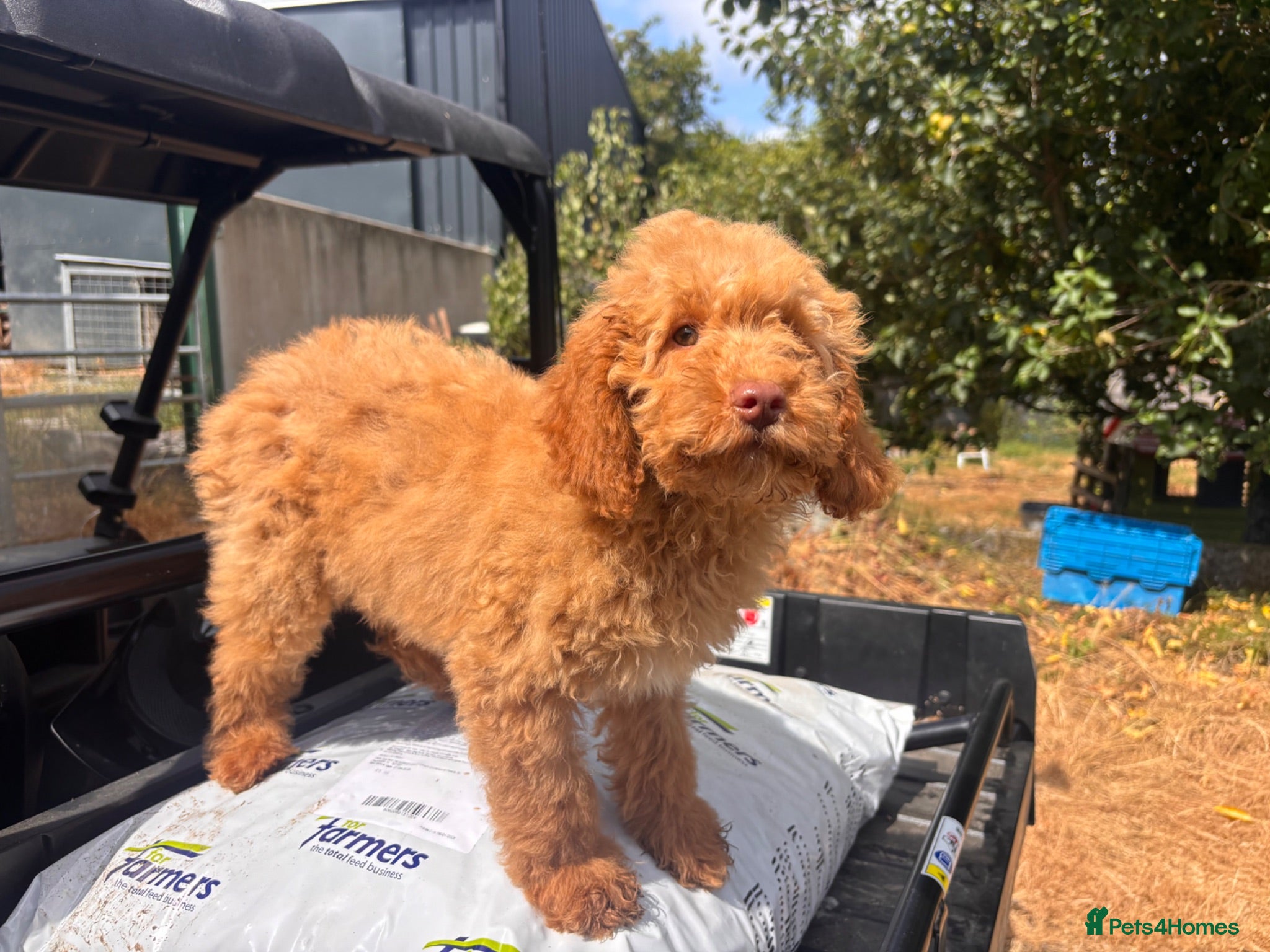 Miniature Poodle dogs KC reg Miniature Poodles - Advert 2