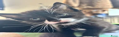 Mixed Breed 2 - Mr Moustache 