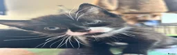 Mixed Breed cats for sale: Beautiful short-haired black and white kittens in Sudbury - Advert 3