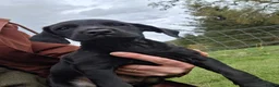Mixed Breed dogs for sale: Cocker Jack puppies  - Advert 20