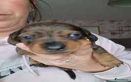 Miniature Dachshund dogs for sale: Miniature Dachshund Puppies – Short-Haired - £1000 - Image 6