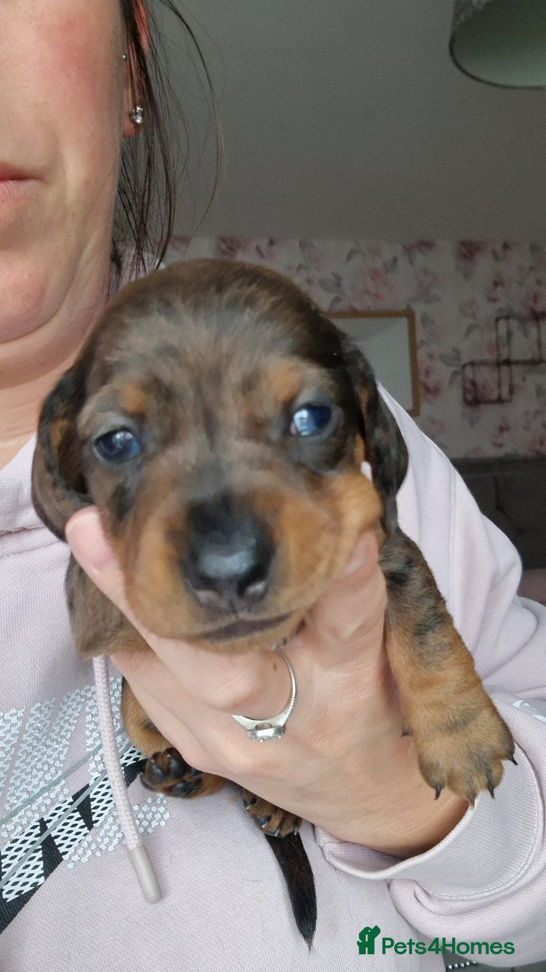 Miniature Dachshund dogs for sale: Miniature Dachshund Puppies – Short-Haired - £1000 - Image 6