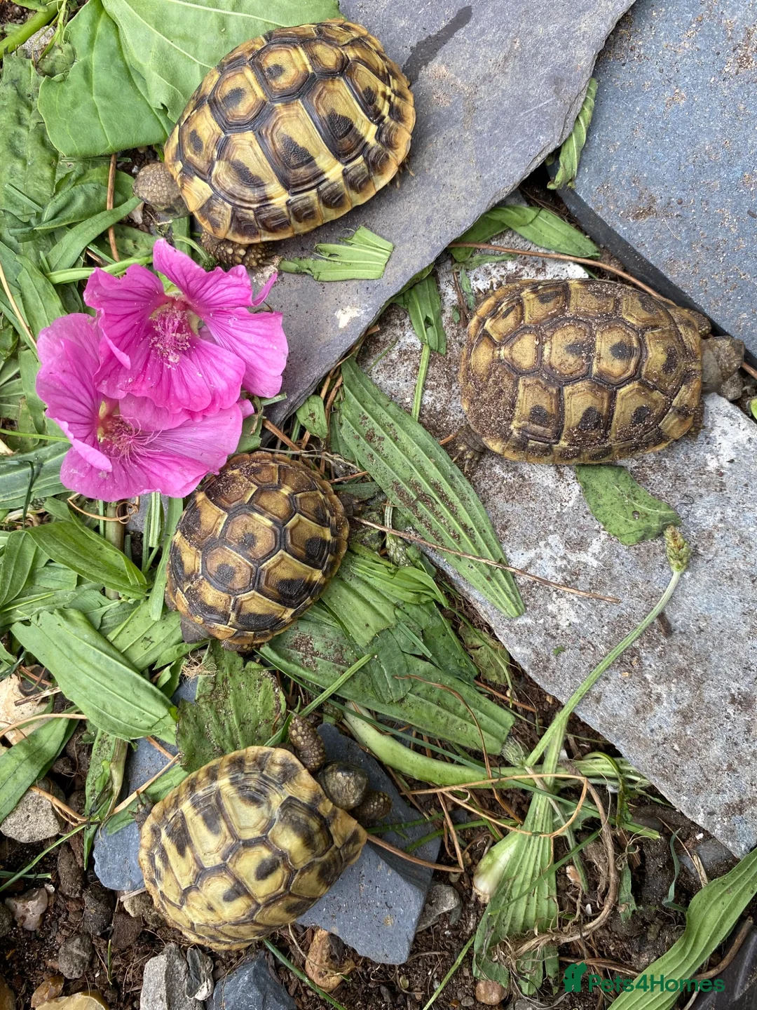 Hermann Tortoise reptiles for sale: Herman’s tortoises for sale - Advert 3