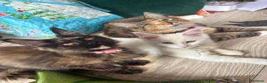 Maine Coon 2