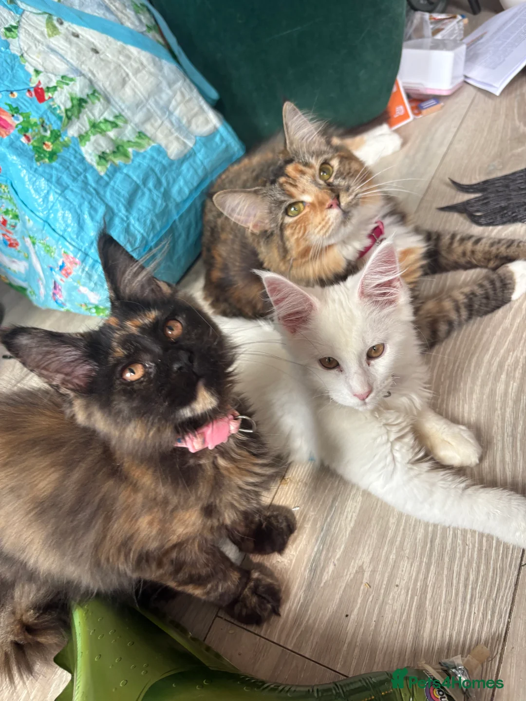 Maine Coon cats for sale: 2 female Maincoon sister for sale together  - Advert 2
