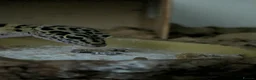 Gecko reptiles for sale: Leopard gecko in Braintree - Advert 3