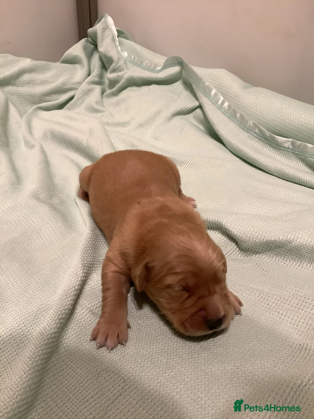 Golden Retriever dogs for sale: Gorgeous dark kc golden retriever pups - Advert 12