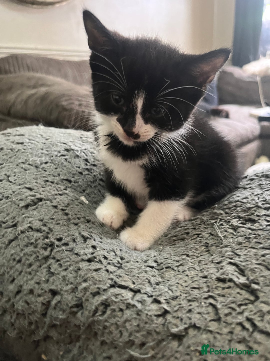 Mixed Breed cats for sale: Scottish fold cross for sale  - Image 13