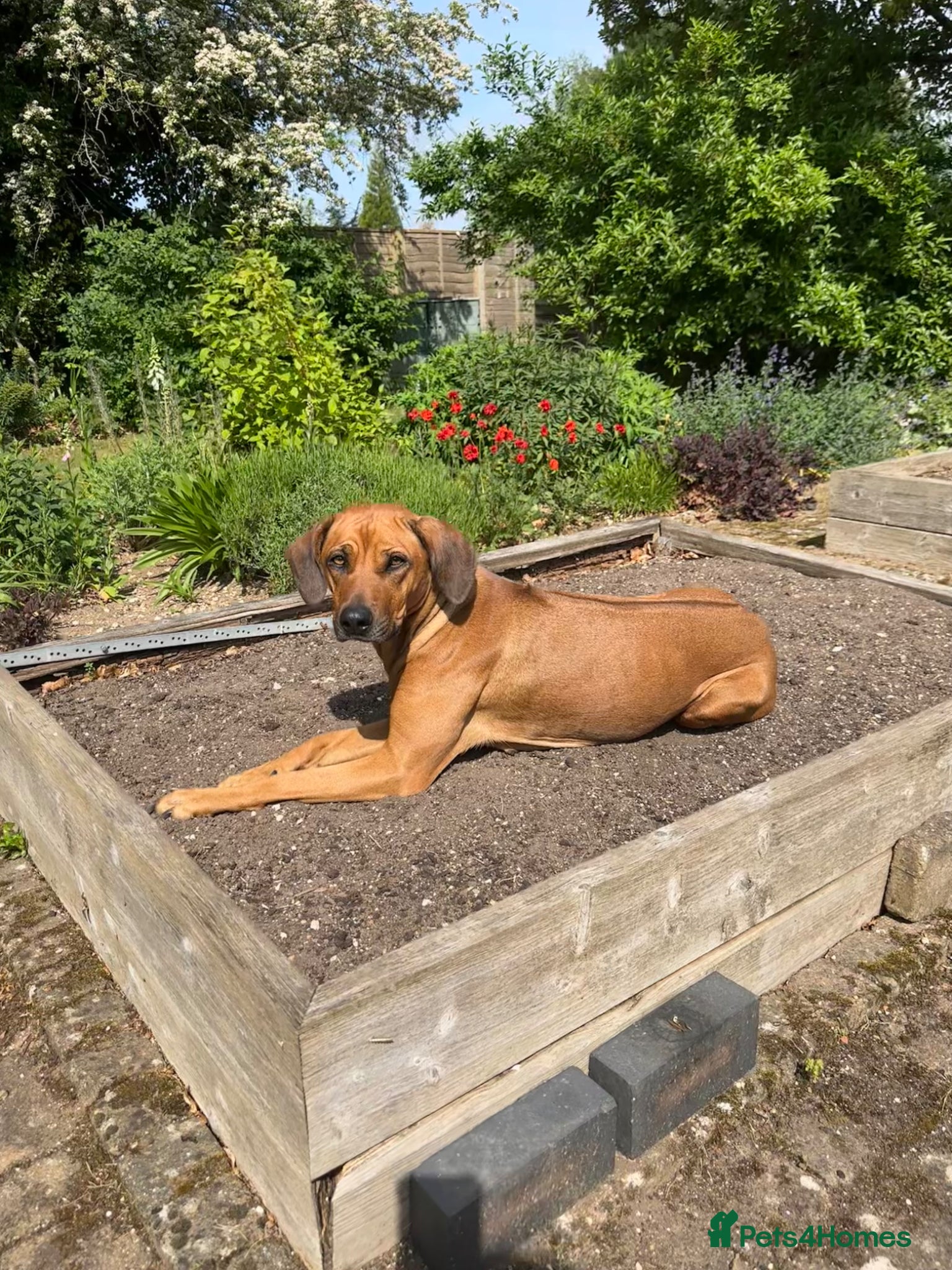 Rhodesian Ridgeback dogs for sale: Rhodesian Ridgeback puppies due 26th June 2026 in Stockbridge - Advert 9