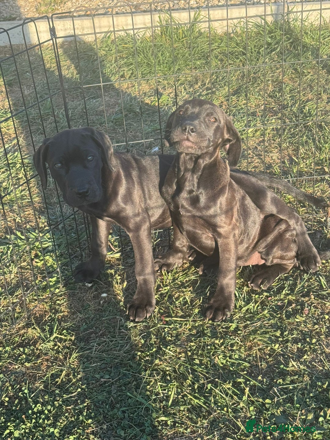 Cane Corso dogs for sale: Cane corso girl pup FULLY VACCINATED  - Image 12