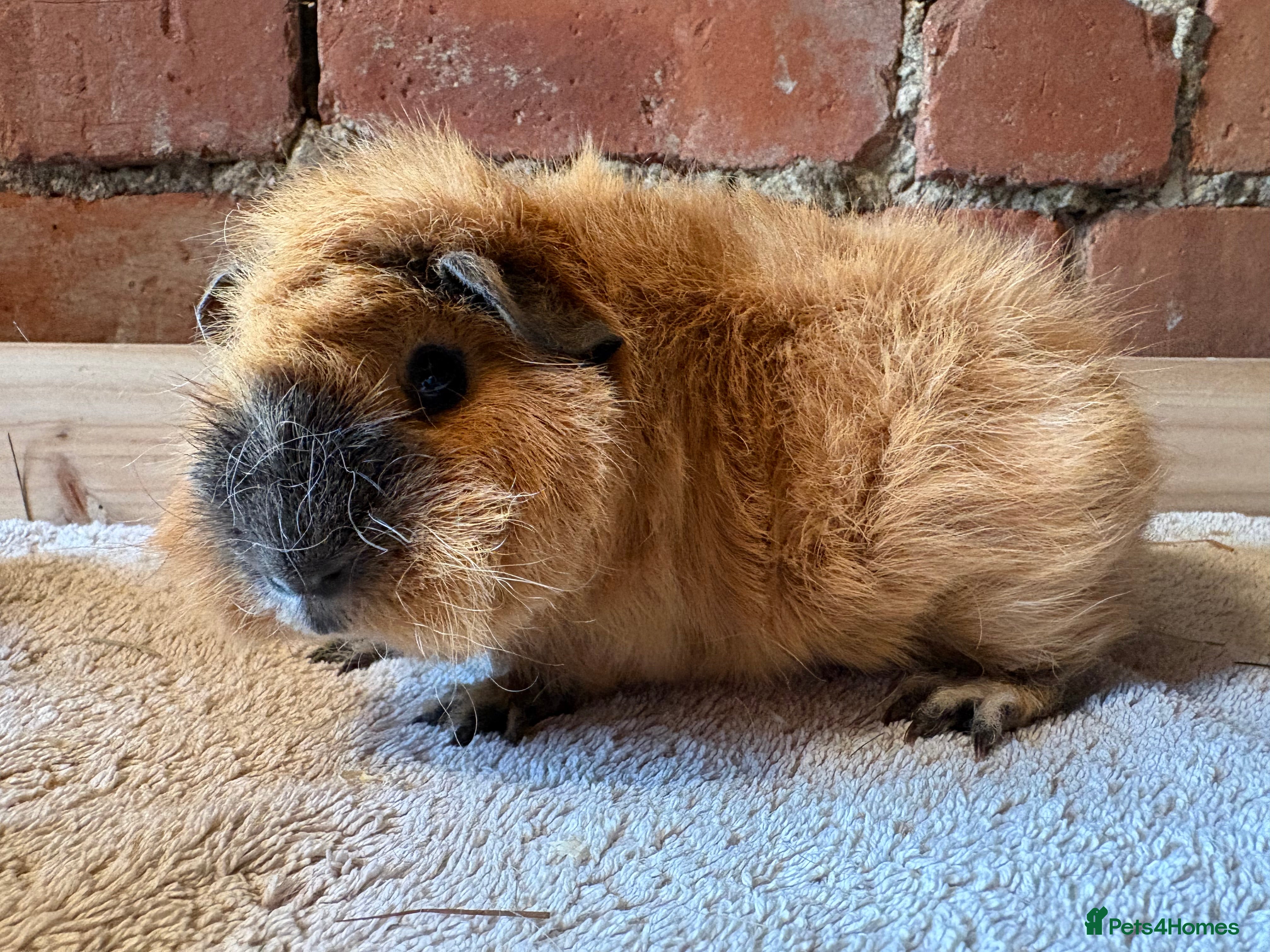 Guinea Pig rodents Lunkarya and Californian guinea pig  - Advert 17