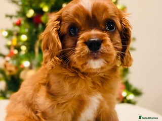 Cavalier King Charles Spaniel dogs Last KC Cavalier King Charles Puppy, Ready Now. - Advert 11