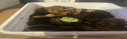 Frog reptiles for sale: Baby Pac-Man Froglets  - Advert 11
