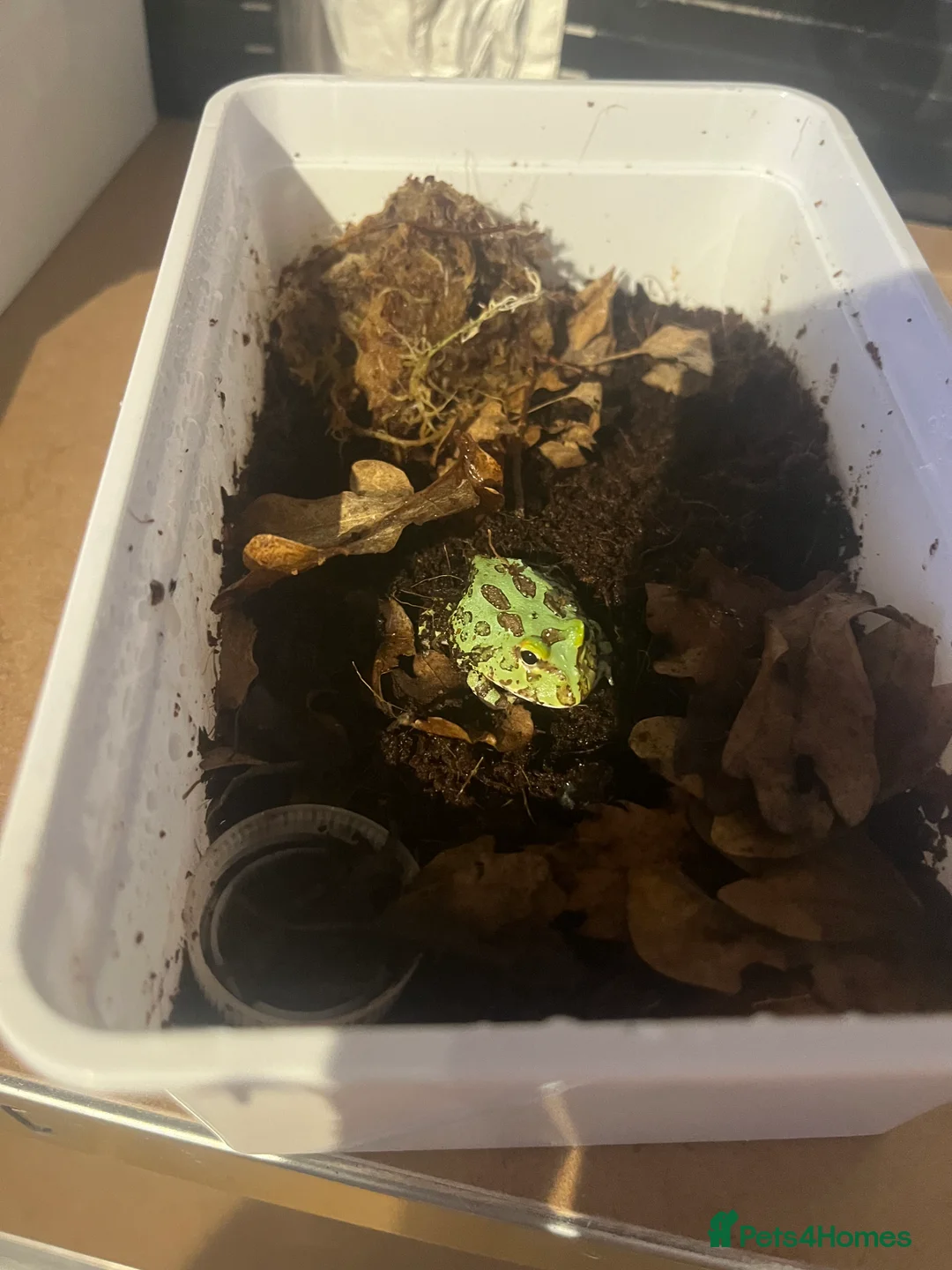 Frog reptiles for sale: Baby Pac-Man Froglets  - Advert 7