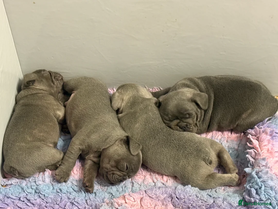 French Bulldog dogs for sale: Quality healthy french bulldog males - Advert 2