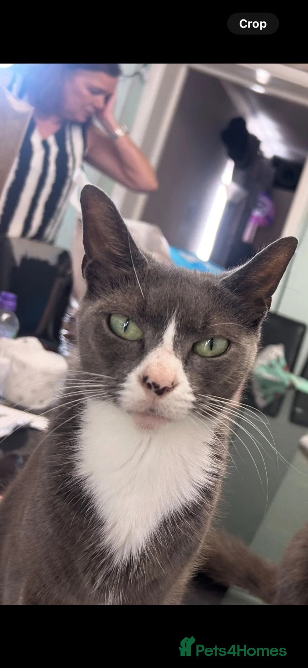 Mixed Breed cats for sale: Kittens for sale  in Havant - Advert 2