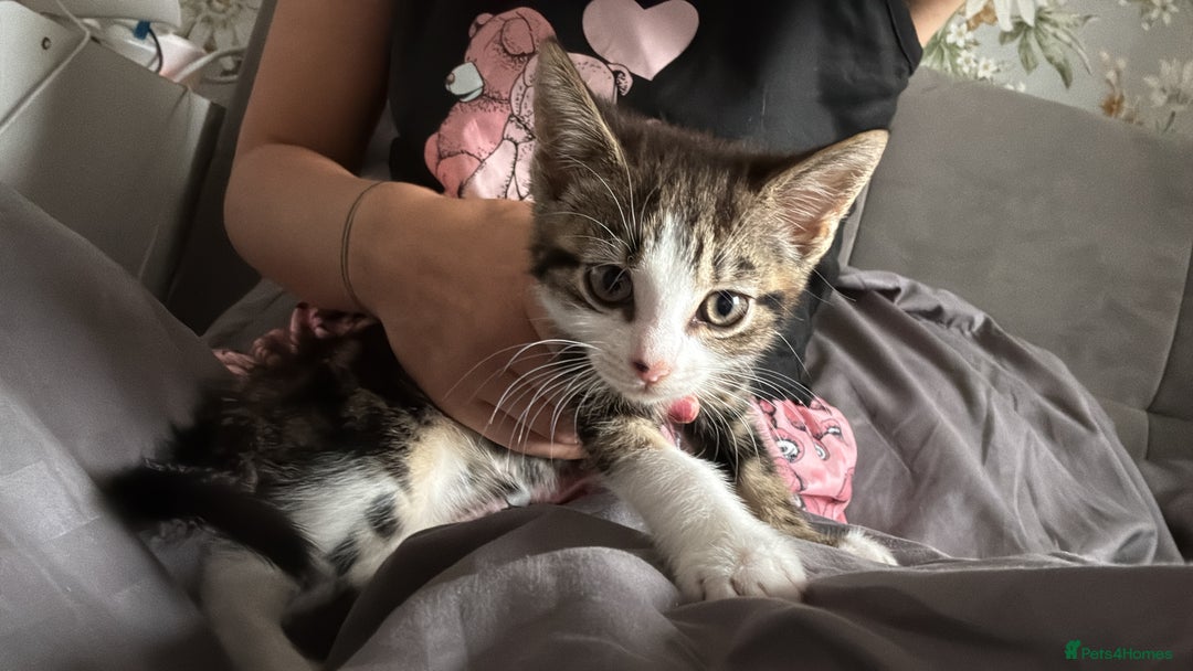 Bombay cats for sale: Kittens - Image 2
