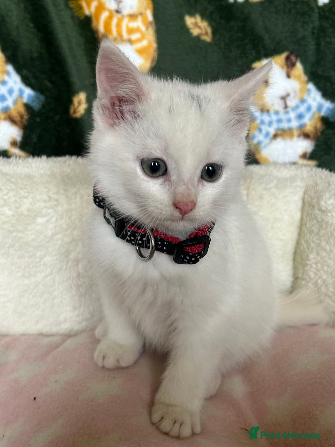 British Shorthair cats for sale: Beautiful Blue Eyed White Kittens - Image 6