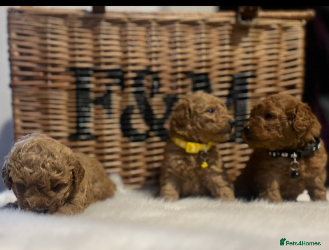 Cavapoo dogs for sale: Double curly coat cavapoo pups - Advert 13