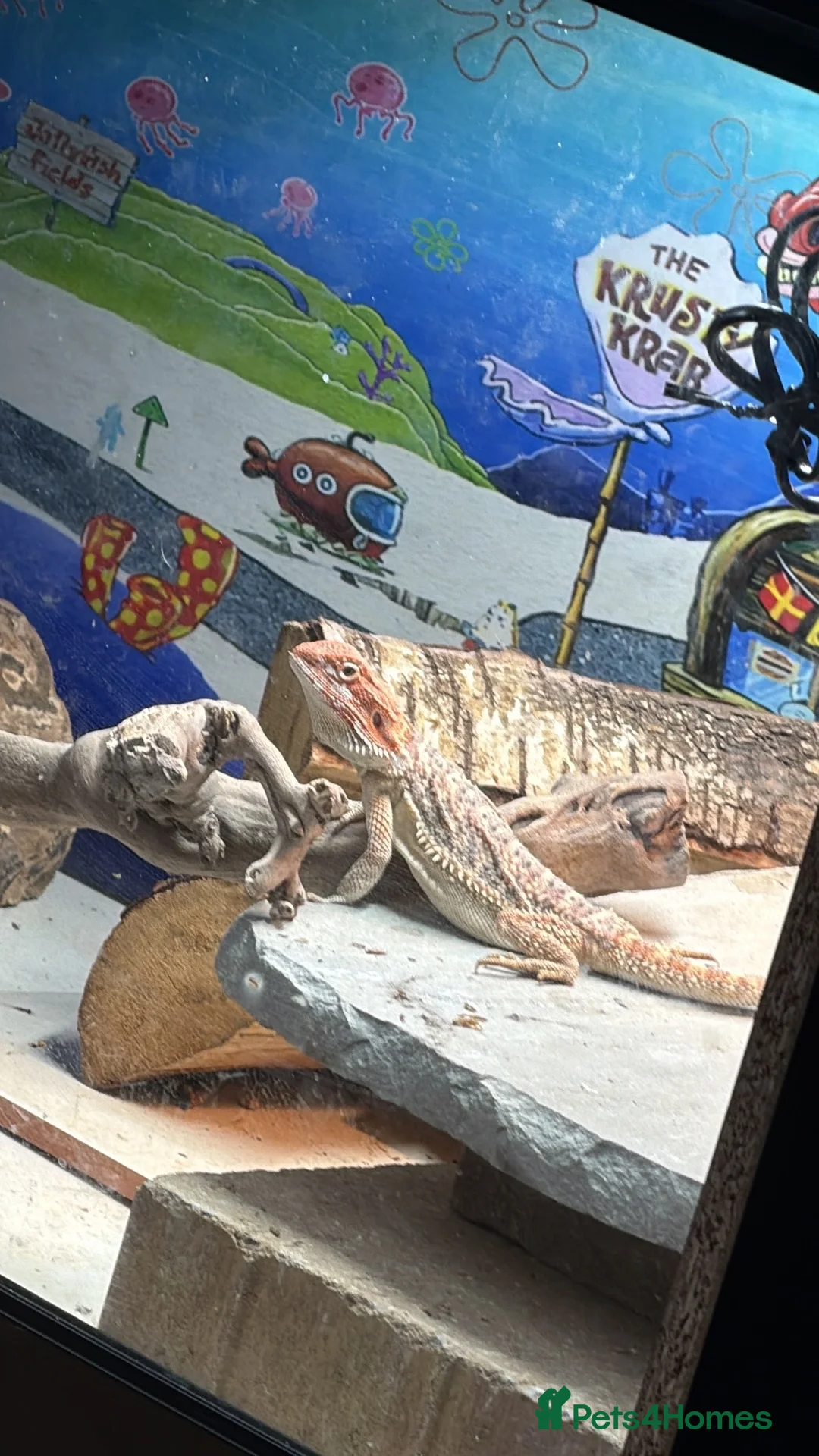 Bearded Dragon reptiles for sale: Bearded dragon and set up - Advert 5