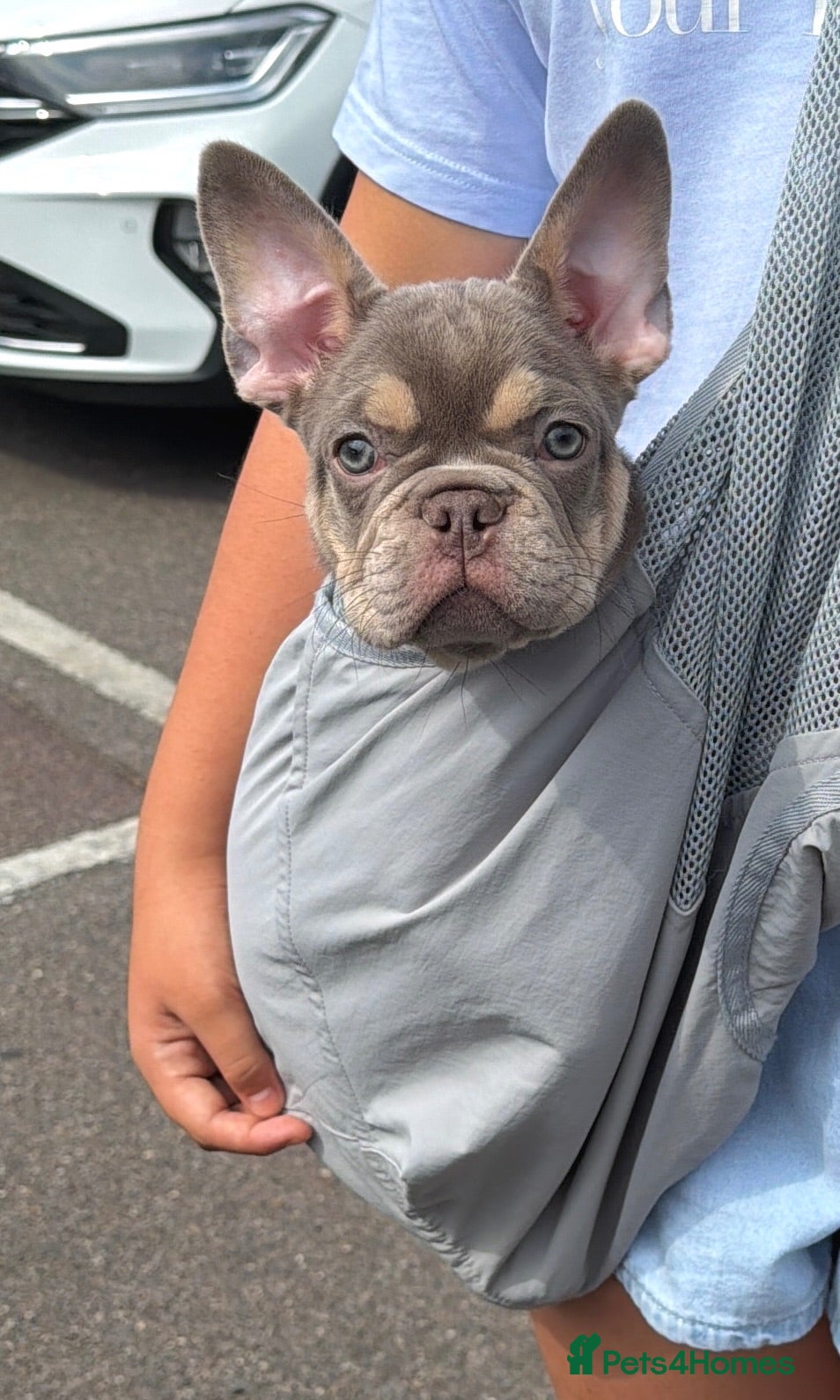 French Bulldog dogs Fully health clear KC French bulldog puppies - Advert 1
