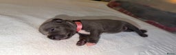 Staffordshire Bull Terrier dogs for sale: 💙Blue x Rare Fawn Staffordshire Bull Terrier Pups - Advert 25