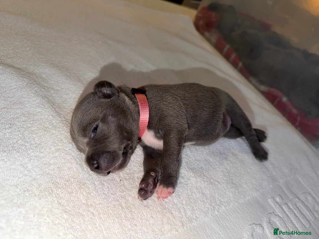 Staffordshire Bull Terrier dogs for sale: 💙Blue x Rare Fawn Staffordshire Bull Terrier Pups - Advert 25