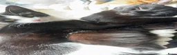 Mixed Breed cats for sale: 3 Cats for sale 2 male 1 female 1 year and under - Advert 4
