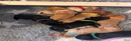 Labrador Retriever dogs for sale: Dual purpose labradors, KC reg, Mixed colours - Advert 10